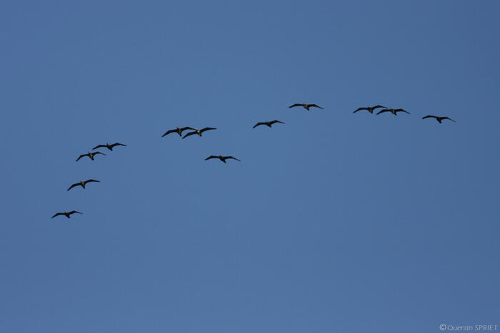 Balade naturaliste : ballet des oiseaux_1