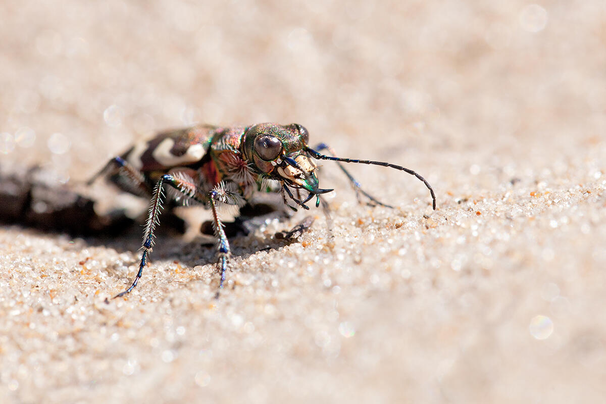 63.ste-cecile-06.05 (1)_1