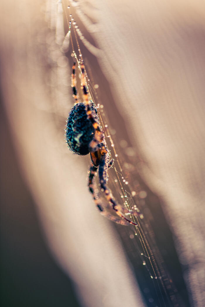 Zoom sur les araignées_1