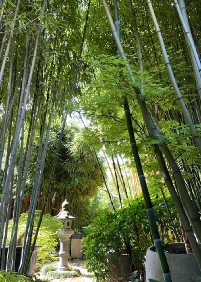 Le Sentier du Chimonobambusa_1