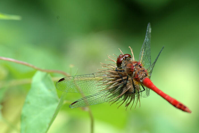 Balade naturaliste : "Les demoiselles de Faches"_1