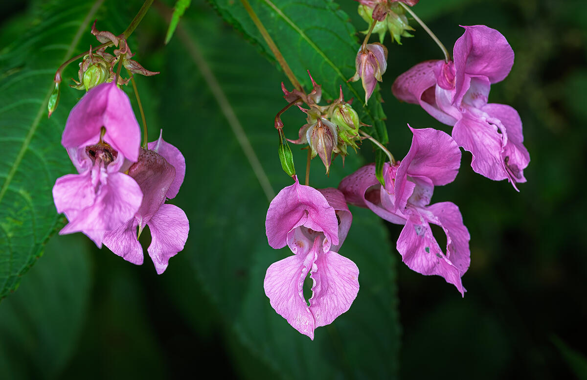 72.lac-ardres-30.05_1