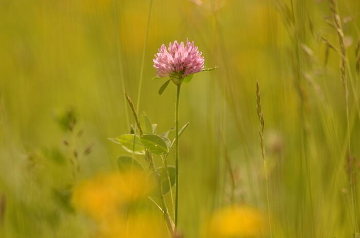 Balade naturaliste : les plantes dans tous les sens_1