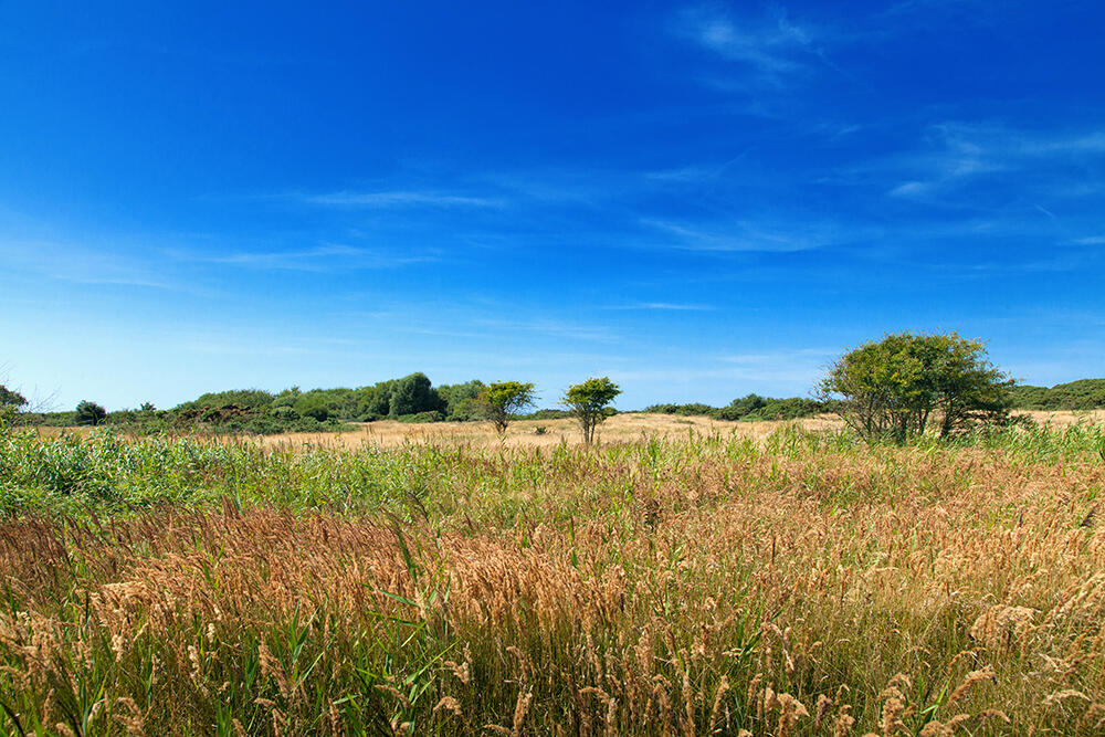 84.pre-marly-17.06_1