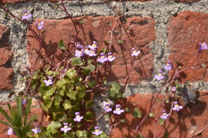 Balade naturaliste : flore sauvage de nos rues ou street’art végétal_1
