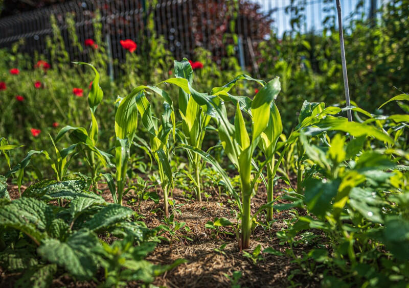 800x600_potager-3744