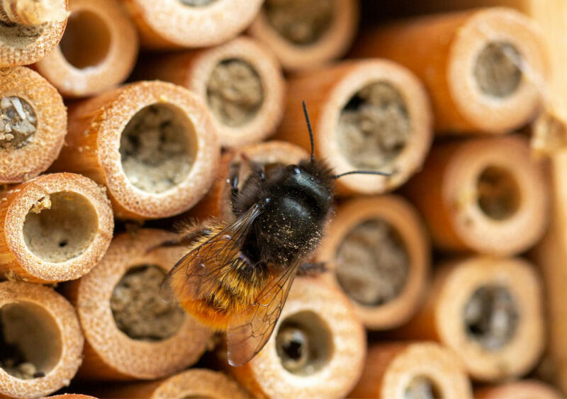 800x600_pollinisateurs-3739