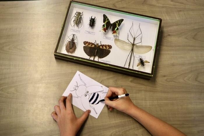 Les petits labos du Musée / Crée ton insecte_1