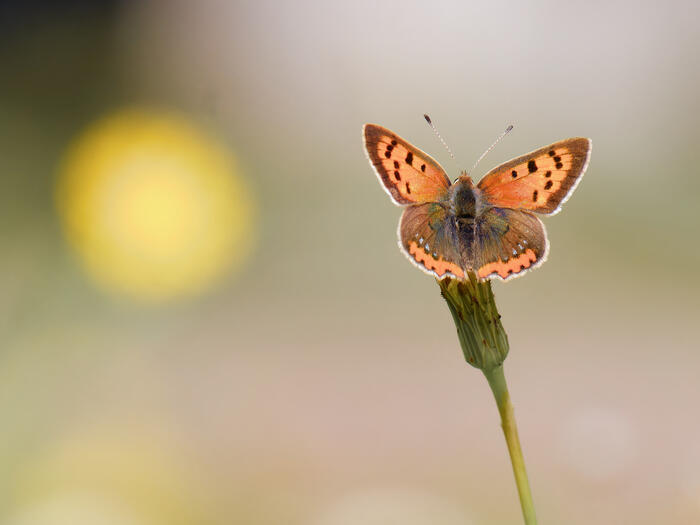 Balade naturaliste : initiation à la photographie naturaliste_1