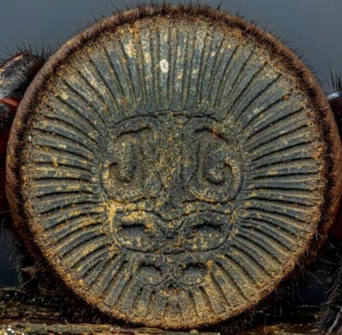 Œuvre d’art à huit pattes_1