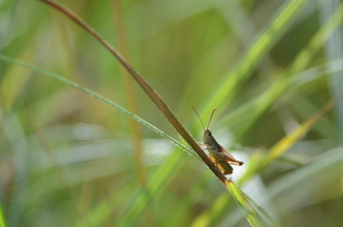 Balade naturaliste : "Fête de la musique… animale"_1
