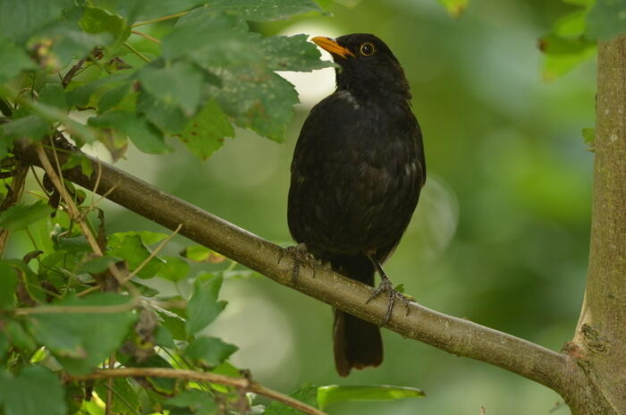 Balade naturaliste : à la rencontre d’une symphonie sauvage_1