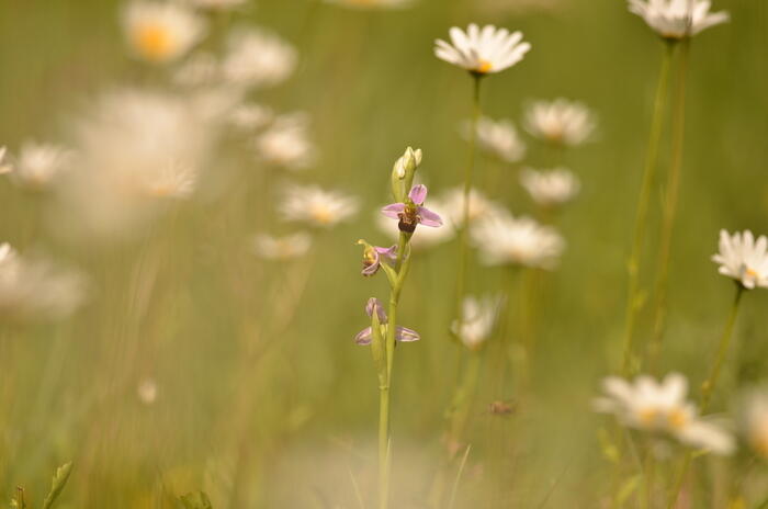 Balade naturaliste : chorégraphie d’espèces_1