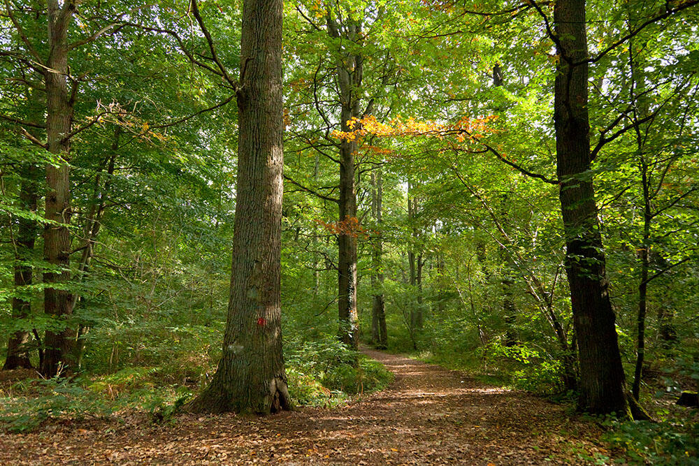 91.bois-de-roquelaure-27.06_1