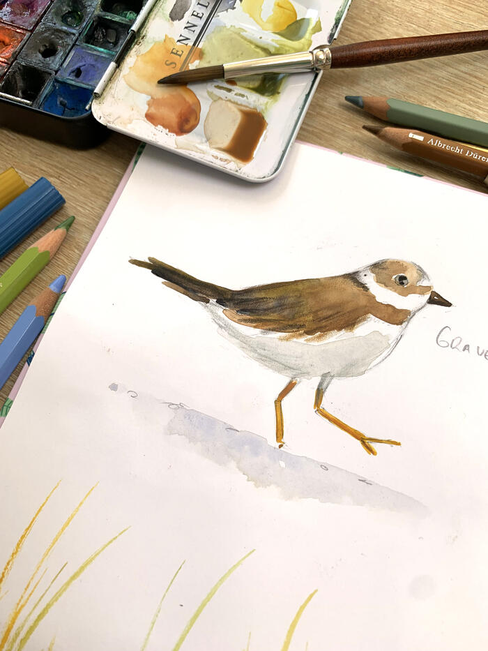 Atelier d’été : initiation à l’aquarelle et découverte de la biodiversité locale_1