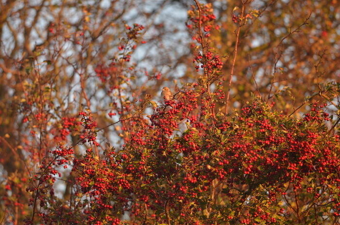 Balade naturaliste : "Touche pas ! C’est du poison !"_1