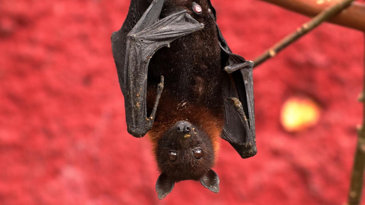 bat-7970839_1280.jpg