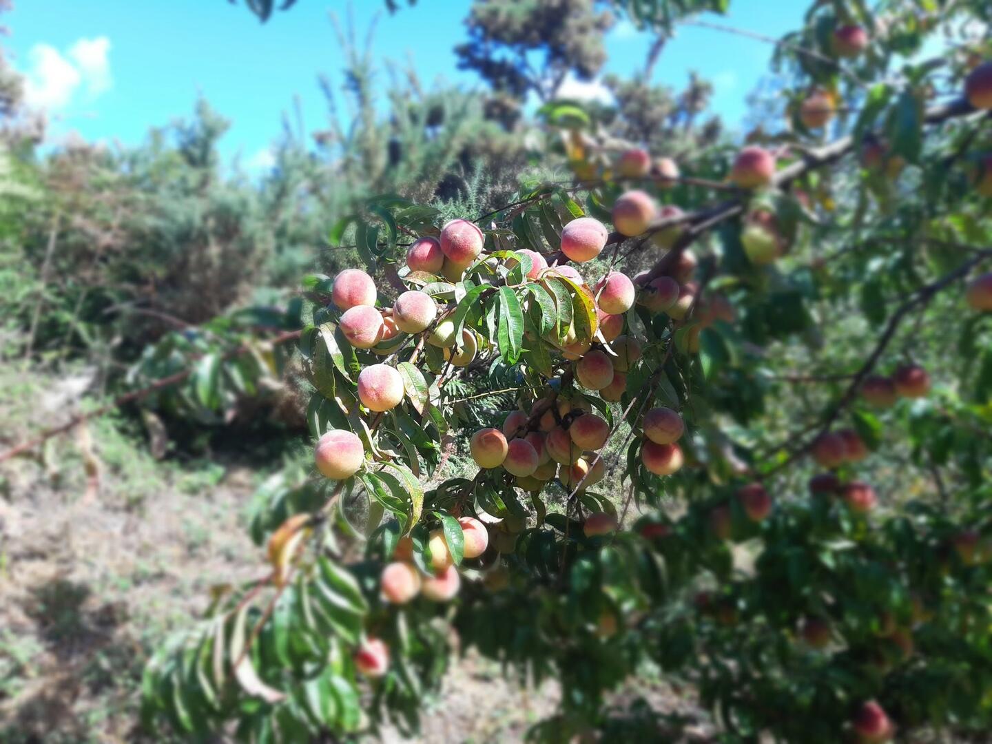 Balade dans les fruitiers.jpg