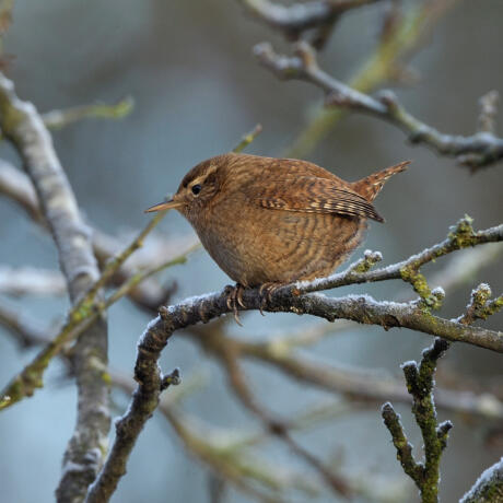troglodyte mignon.jpg
