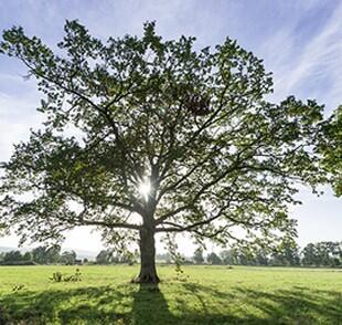Exposition arbres remarquables du Morbihan.jpg
