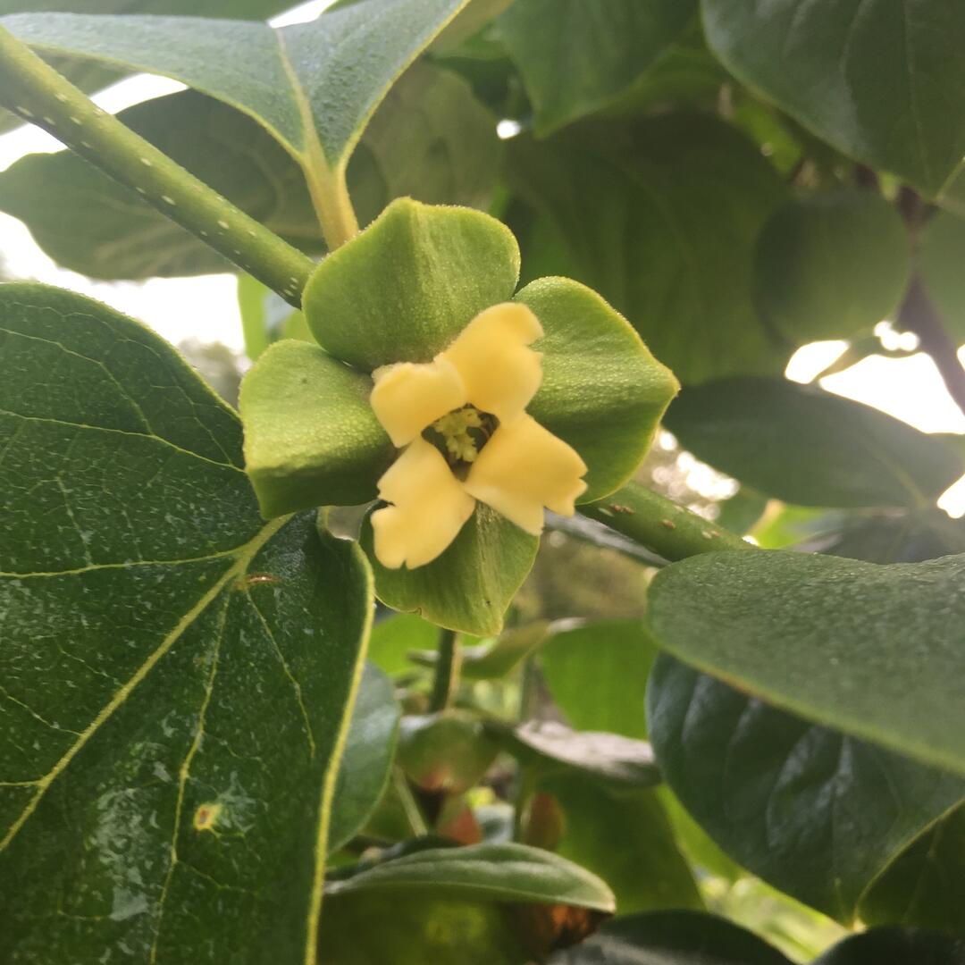 Les fruits du vallon - 10 juin.jpg