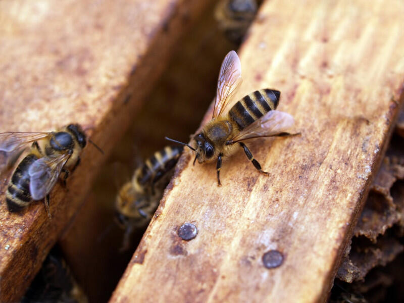 800x600_abeille-2-ao-t-3302.jpg