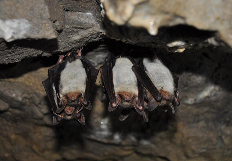 800x600_animals-4626790-1280-2808.jpg