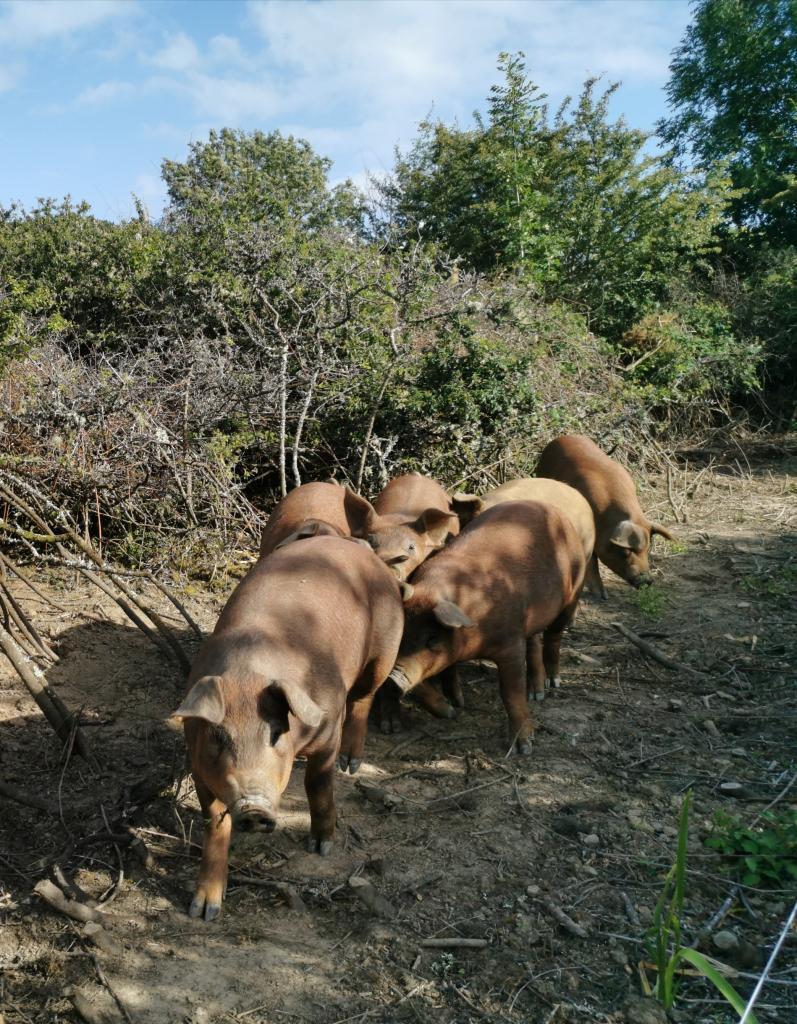la ferme aux aubépines.jpg