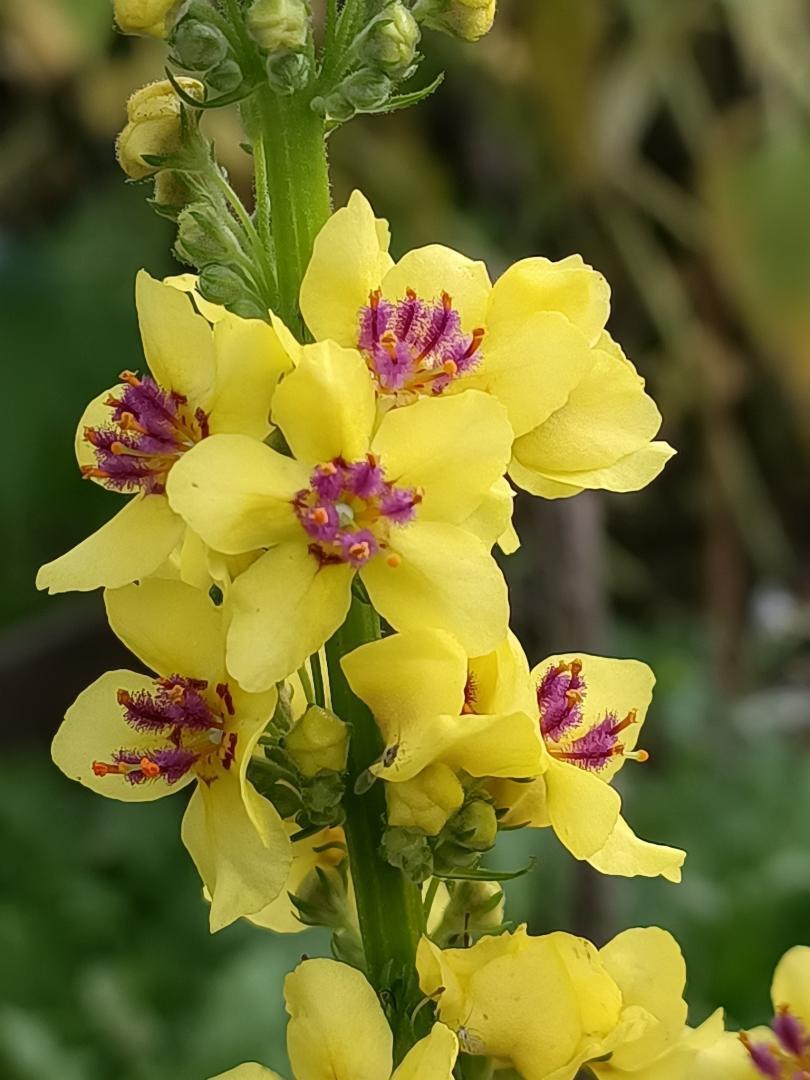 fete de la nature.jpg