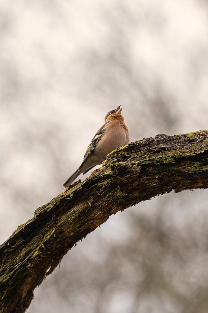 tir-vertical-d-un-oiseau-assis-sur-une-branche.jpg