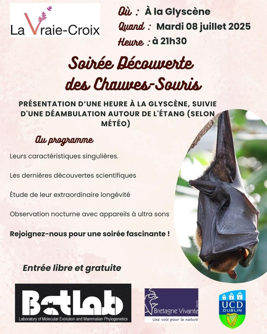 soirée chauve souris.jpg