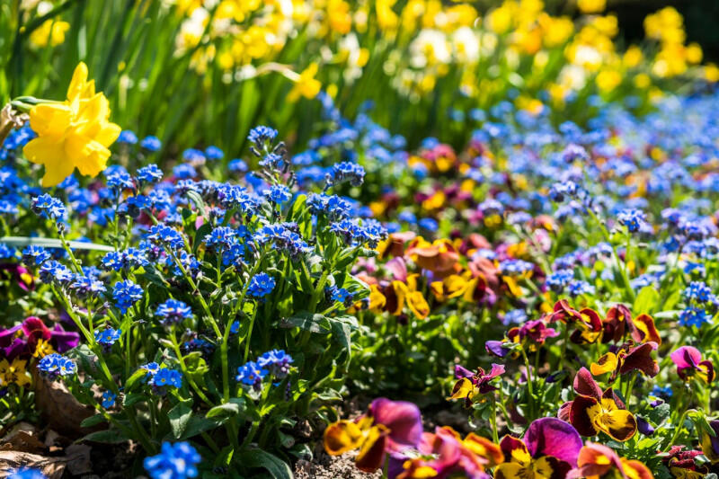 800x600_fleurs-saison-14-juin-3221.jpg