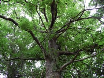 Conférence balade les arbres.jpg