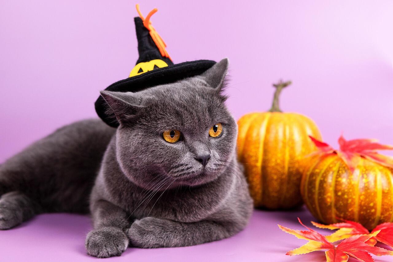halloween-7368864_1280.jpg