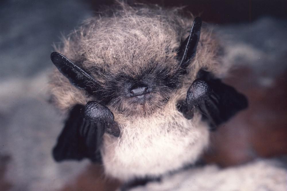 murin_a_moustaches_f._schwaab.jpg