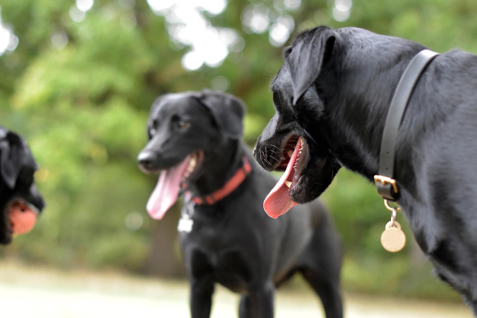 adree85-dogs-8403504_1920.jpg