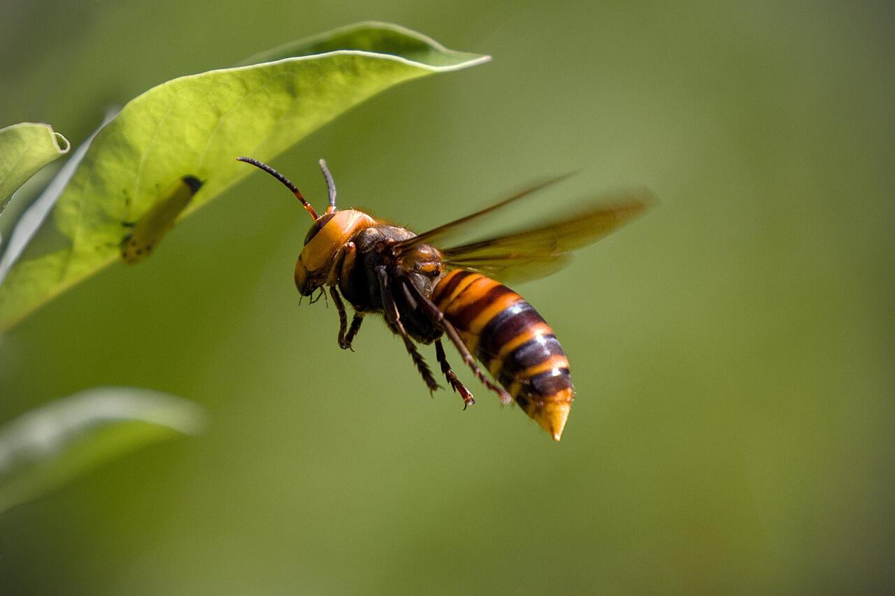 asian-giant-hornet-8335577_1280.jpg