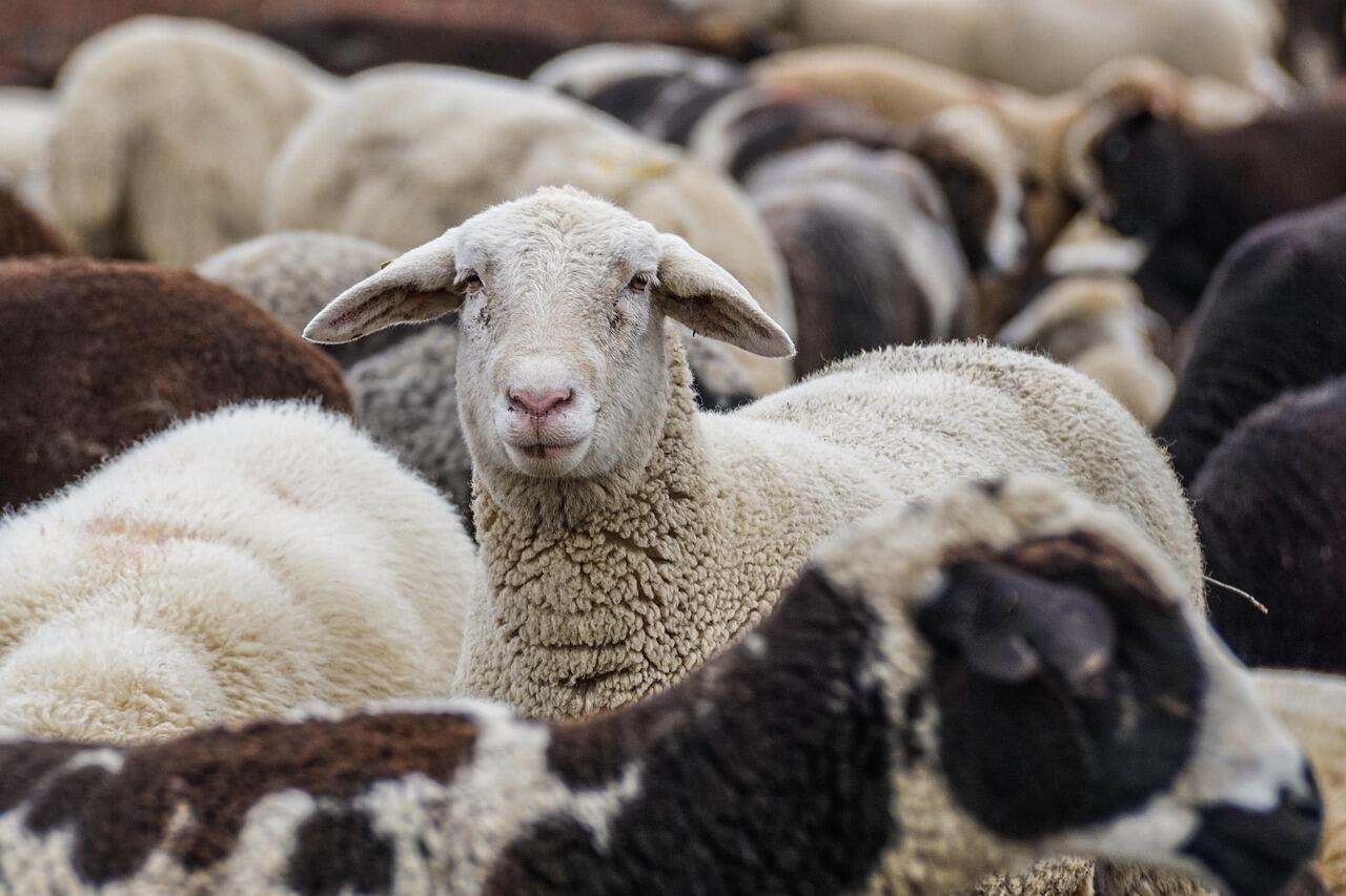 sheep-4810513_1280.jpg