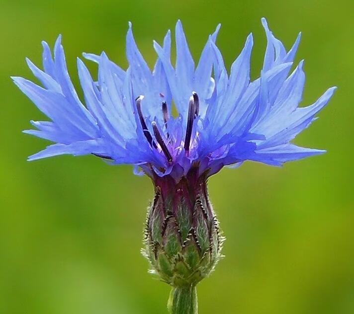 bleuet - Frédérique Des graines et des brouettes.jpg