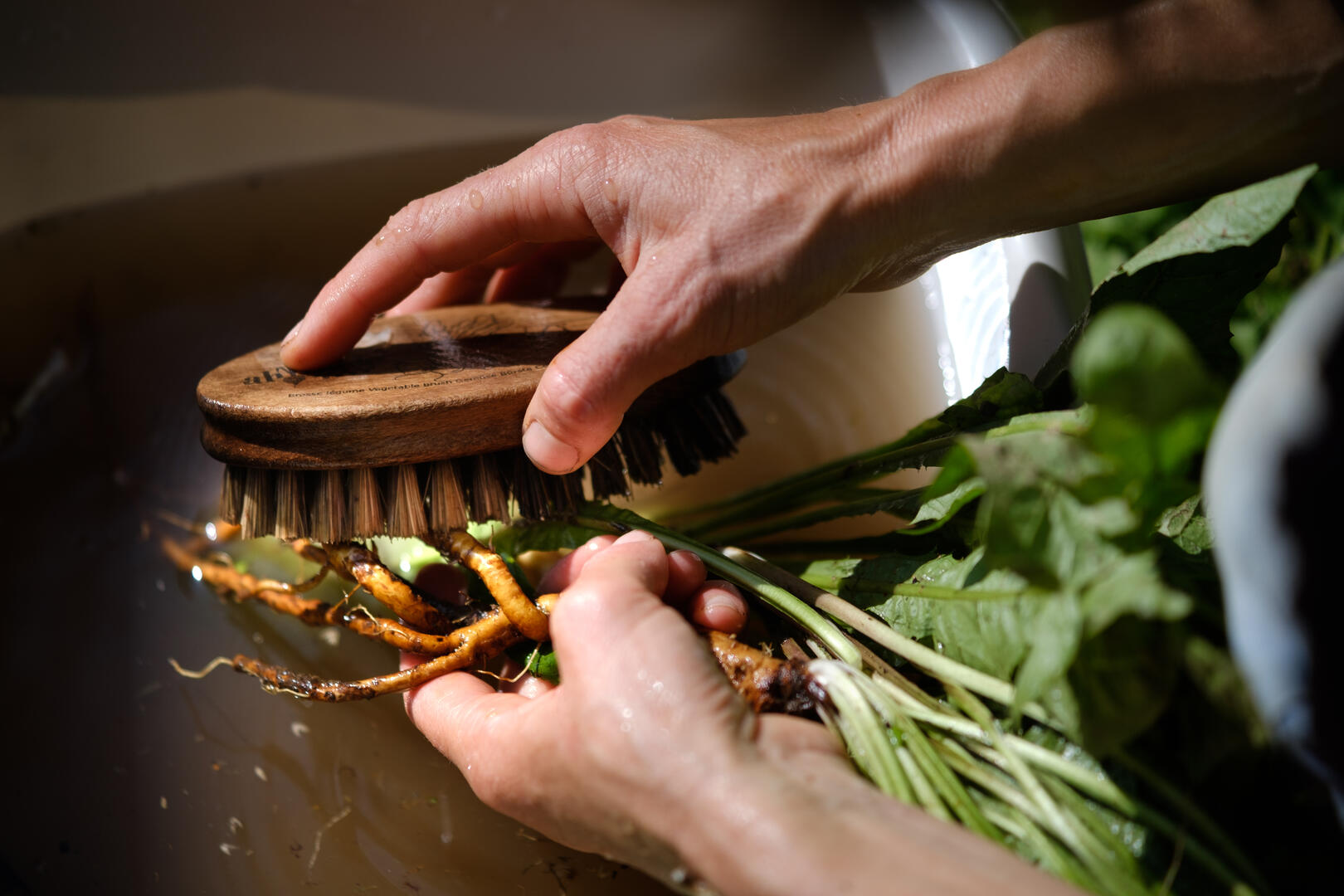 brossage_racines - Frédérique Des graines et des brouettes.jpg