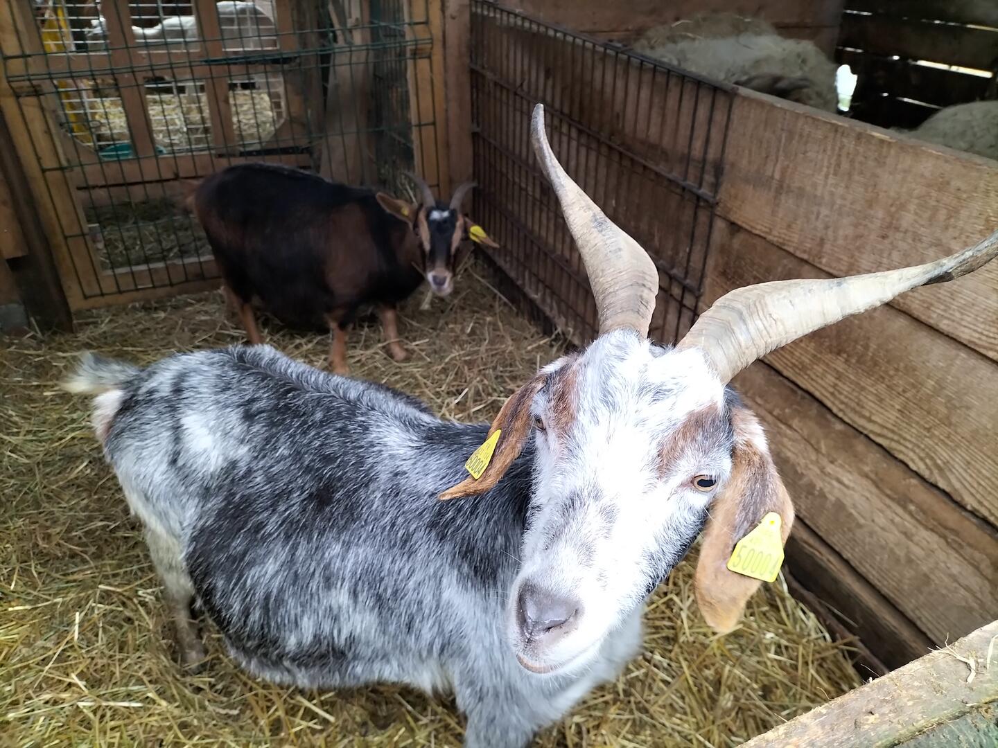 Ferme du temps jadis - Auby - Douaisis (c)DOUAISISAGGLO (21).jpg