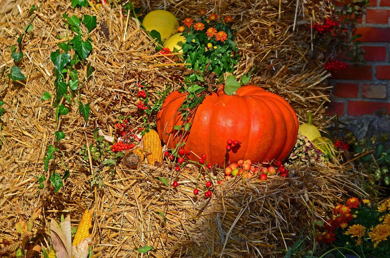 Image par Claudia Peters de Pixabay.jpg