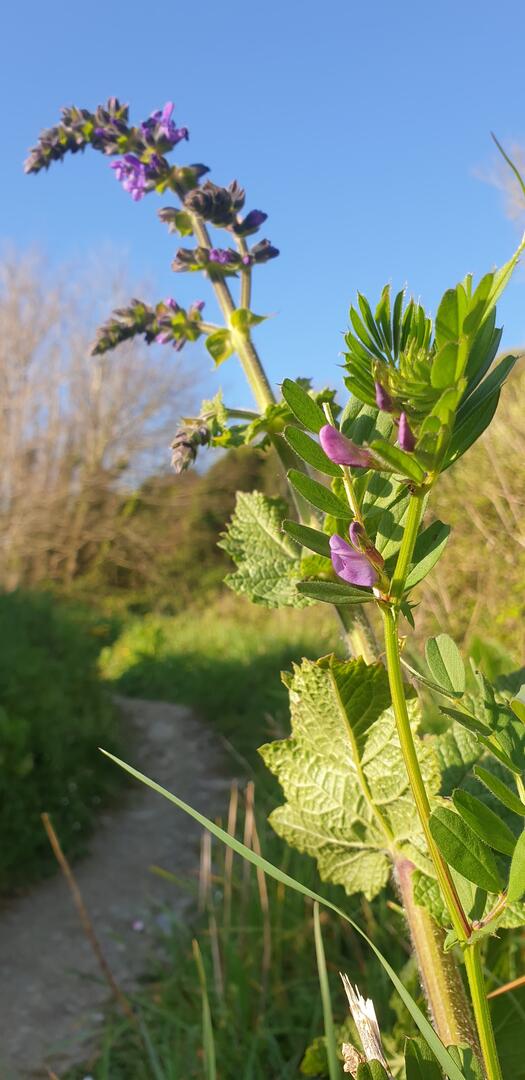 2021 - VALERIE LELIEVRE - GUIDE RANDONNEE - PLANTES MEDICINALES 1.jpg