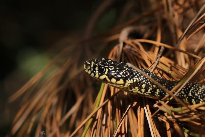 Découverte des serpents