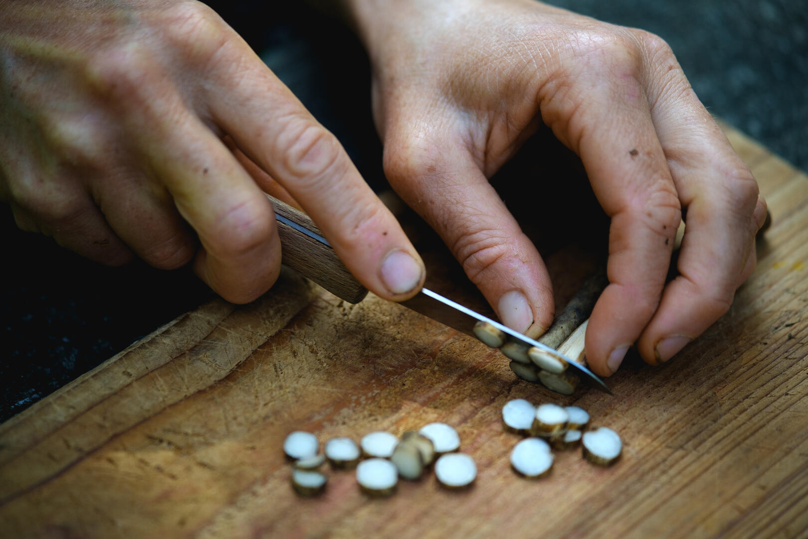 coupe_racines_bardane2 - Frédérique Des graines et des brouettes.jpg