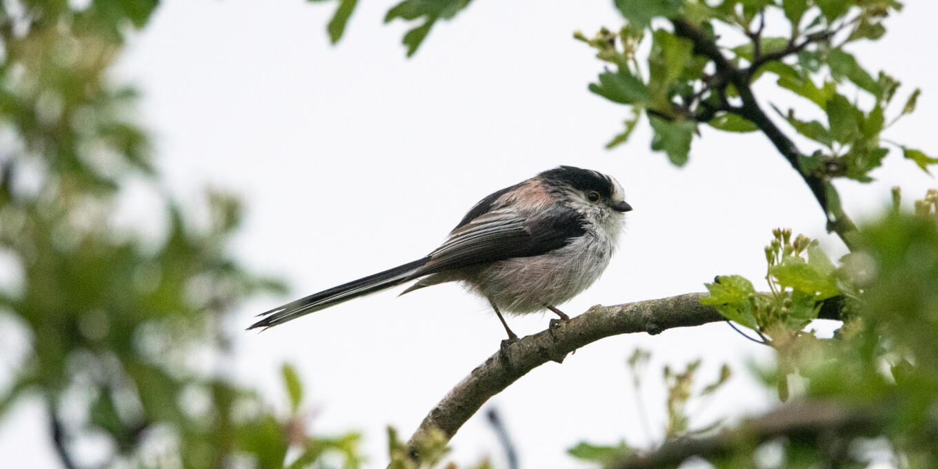 orite longue queue.jpg