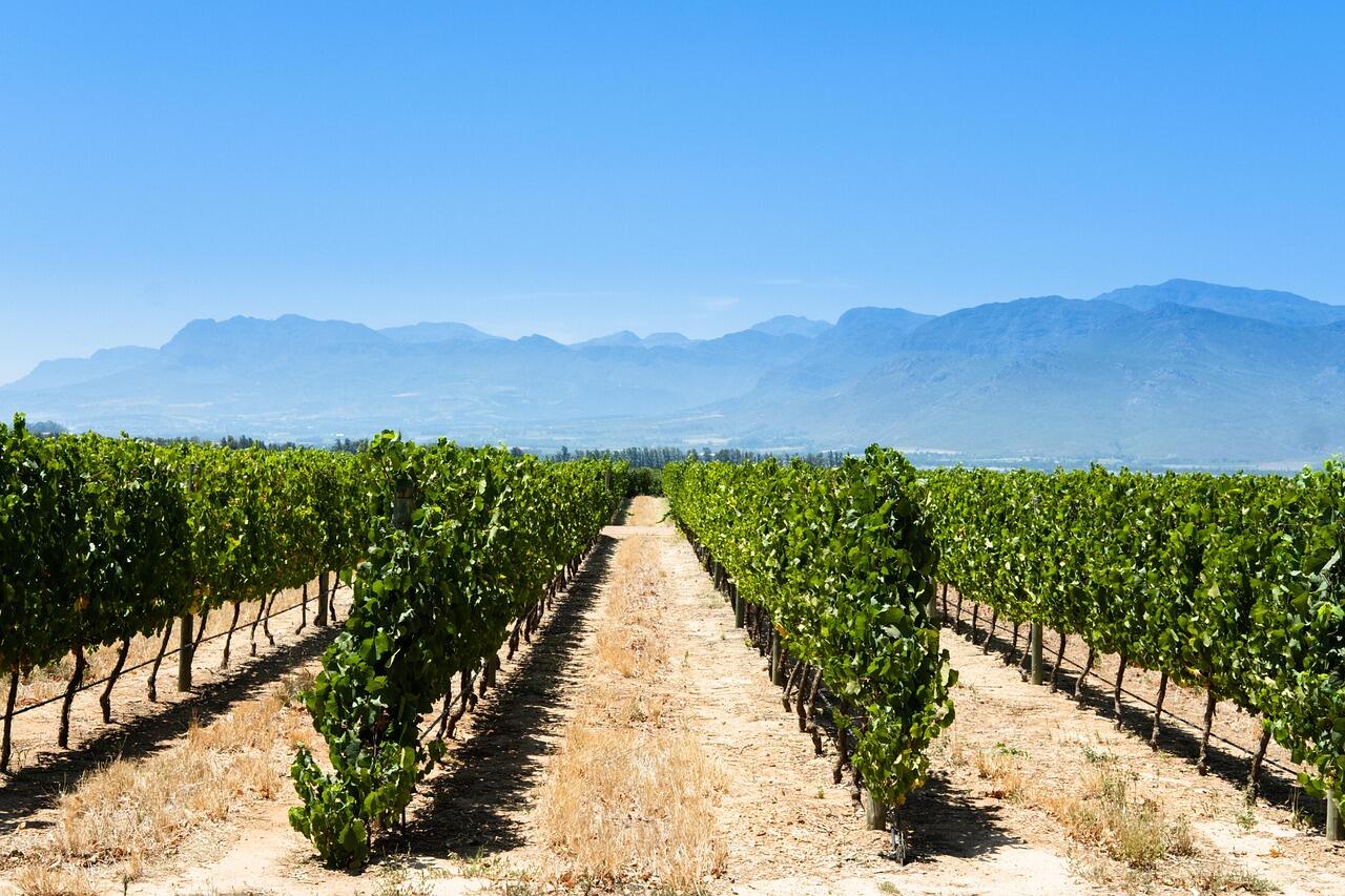 vineyard-4820464_1280.jpg