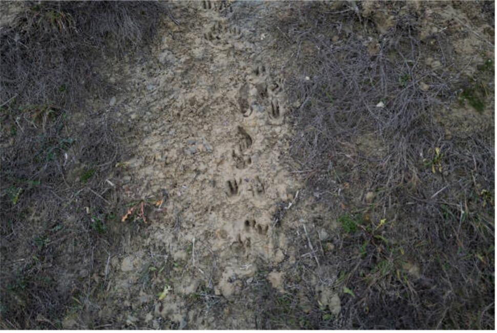 Traces.jpg