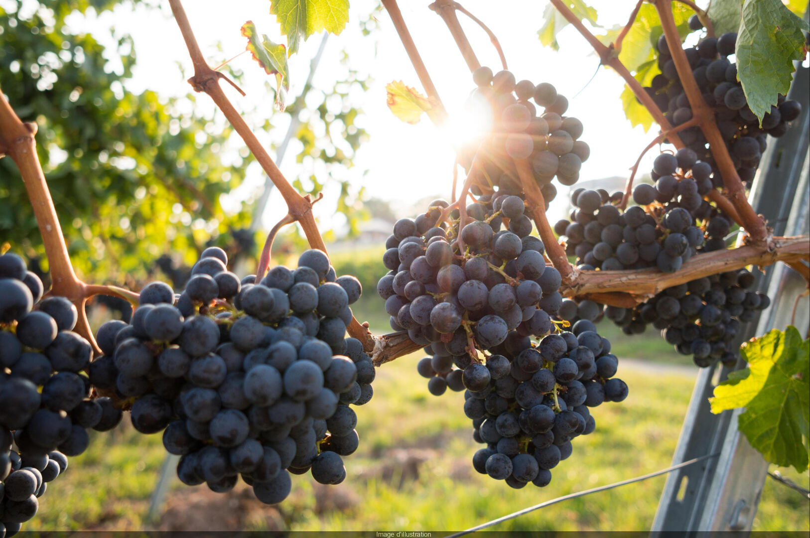 Vignes.jpg