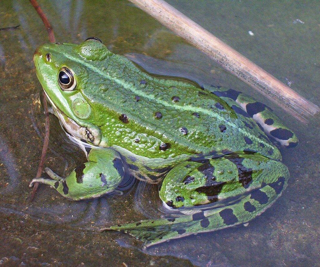 grenouille.jpg
